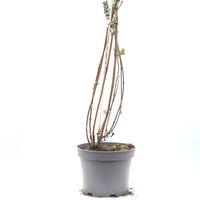 Sommerflieder 'Empire Blue'