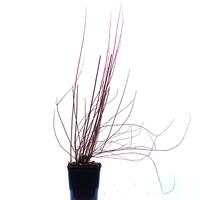 hiladelphus 'Erectus'