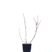  Schwarzer Holunder 'Cherry Lace'