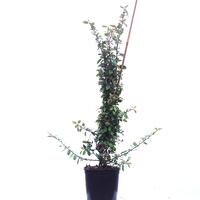 Feuerdorn 'Red Column'