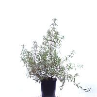 Rosa Zistrose
