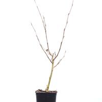 Hellgelbe Zaubernuss 'Primavera'