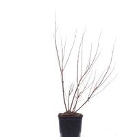 M�nchspfeffer 'Delta Blues'�