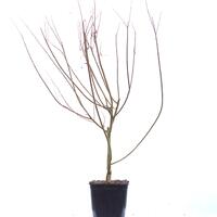Salix sachalinensis 'Sekka'