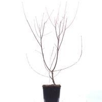 Rhamnus frangula