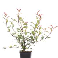 Glanzmispel 'Carr� Rouge'