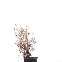 Potentilla fruticosa 'Double Punch� Tango'