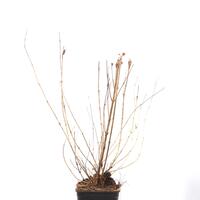 Weigelie 'Snowflake'