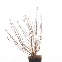 Schwarzbl�ttrige Weigelie 'Ebony & Ivory'�