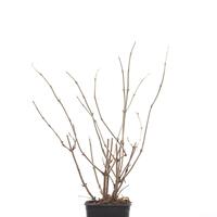 Sambucus nigra 'Golden Tower'�