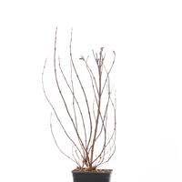 Weigelie 'Alexandra'