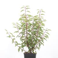 Prunus lusitanica 'Angustifolia'