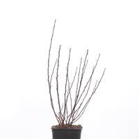 Physocarpus opulifolius 'Fireside'�