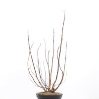 Hortensie 'Strong Annabelle'�