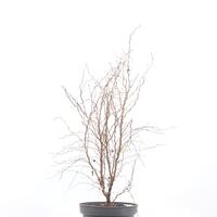 Prunus incisa 'Kojou-no-mai'