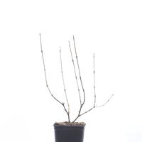 Breitdoldiger Schneeball 'Cardinal Candy'
