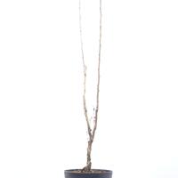 Prunus serrulata 'Amanogawa'