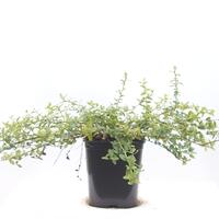 Kriechende S�ckelblume