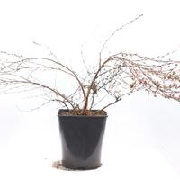 Fingerstrauch 'Abbotswood'