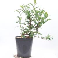 Echter Tee Fresh-T� 'Bloomtea'�