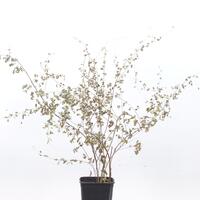 Lespedeza thunbergii