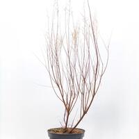 Kaspische Tamariske 'Pink Cascade'