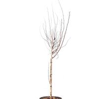 Fasanenspiere 'Little Angel' Zierst�mmchen
