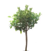 Kirschlorbeer Zierst�mmchen 'Miniredia'