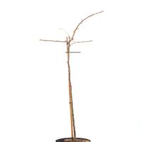 Ginkgo Baum 'Troll' Zierst�mmchen