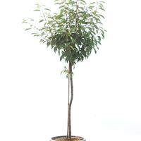 Prunus lusitanica 'Angustifolia' Zierst�mmchen