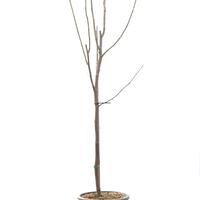 Magnolie 'Yellow Lantern'
