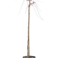 Maulbeere 'Pendula' - h�ngender Maulbeerbaum