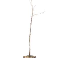 Lederh�lsenbaum 'Sunburst' - Hochstamm
