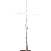 Ginkgobaum - Hochstamm