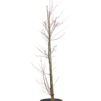 Japanischer Storaxbaum 'June Snow'� - Hochstamm