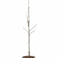 Roter Seidenbaum 'Summer Chocolate'