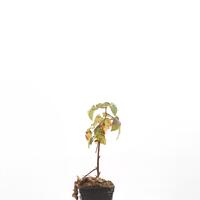 Brombeere Direttissima� Montblanc�