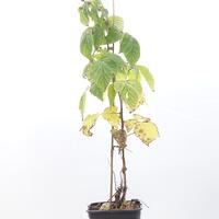 Zwerghimbeere Lowberry� 'Little Orangelina'�