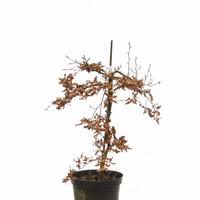 Rotbuche 'Rohan Green Weeping' 