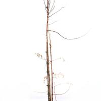 Urweltmammutbaum 'Sheridan Spire'