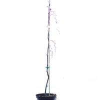 H�ngeblutbuche 'Purple Fountain' - Hochstamm