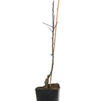 Apfel Bionda� Bella