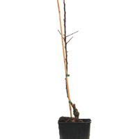 Apfel Bionda� Patrizia