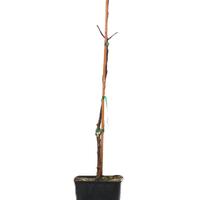 Apfel Paradis� Granny Swiss