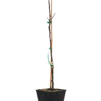 Apfel Paradis� Julka�