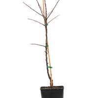 Apfel Paradis� New Year