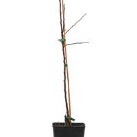 Apfel Lubera Paradis� Crispino�