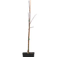 Apfel Paradis� Sierra�