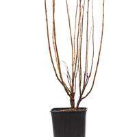 Cassissima� Black Marble