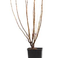 Cassissima� Greenlife